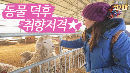 동물 덕후들 취향저격★☆ 양부터 젖소까지! 낙농체험 오감만족 프로젝트!!