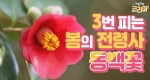 3번 피는 아름다운 꽃! 봄의 전령사 동백꽃!
