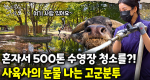 오늘의 임무! 물소들의 수영장 청소를 하라! 11년차 대동물 사육사의 하루 일과 함께하기｜눈에 띄는 그녀들 9 ep.57