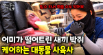 동물원에 자원봉사자들이 떴다! 더 나은 환경을 위해 고군분투하는 대동물 사육사 이혜리｜눈에 띄는 그녀들 9 ep.58