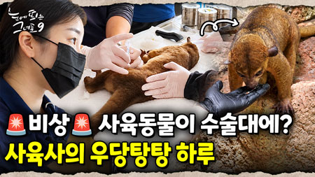 서울대공원 사육사는 몸이 10개라도 부족하다! 대동물 사육사의 하루｜눈에 띄는 그녀들 9 ep.60