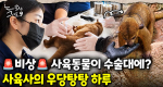 서울대공원 사육사는 몸이 10개라도 부족하다! 대동물 사육사의 하루｜눈에 띄는 그녀들 9 ep.60